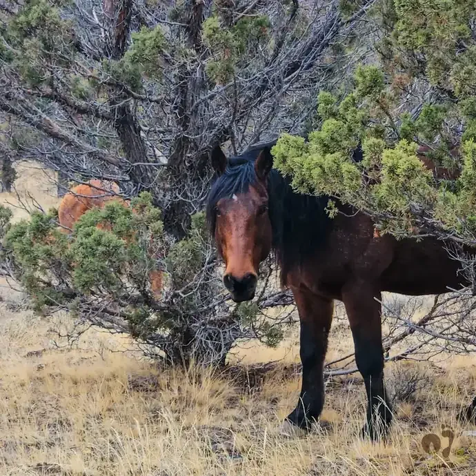 What Happens After a Horse Is Rescued? See the Journey Through Before-and-After Photos