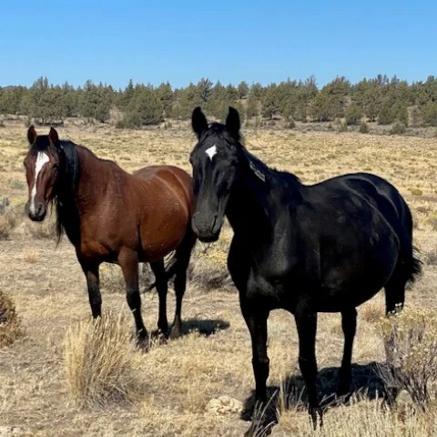 Summer Care for Rescue Horses in Central Oregon