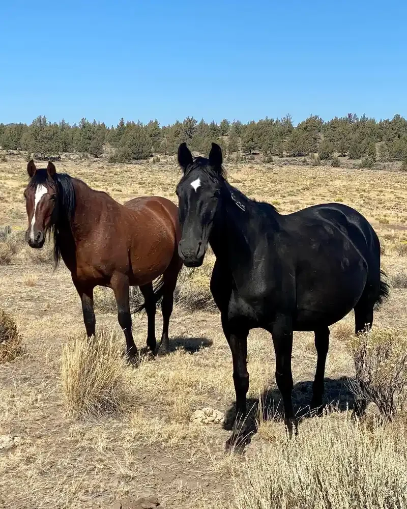 How Social Are Horses, Burros and Mules? Inside the Social Lives of Equines