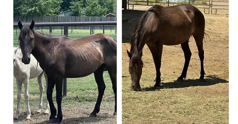 Horse Rescue Before and After Progress