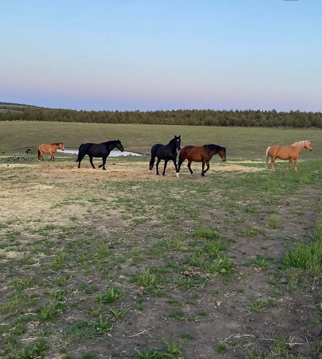 Year-End: How Horses, Burros, and Mules Are Celebrated (With Respect)