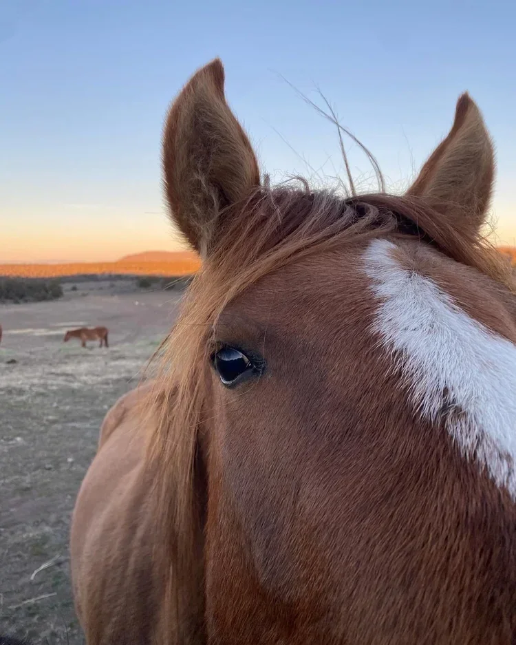 Rescue Horse