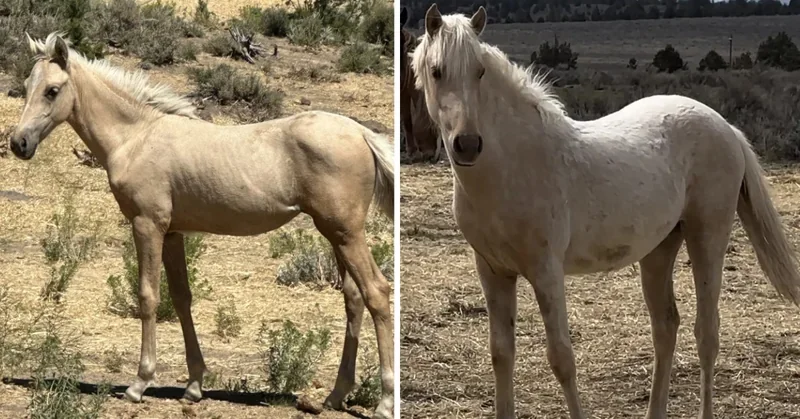 Before and After Horse Progress