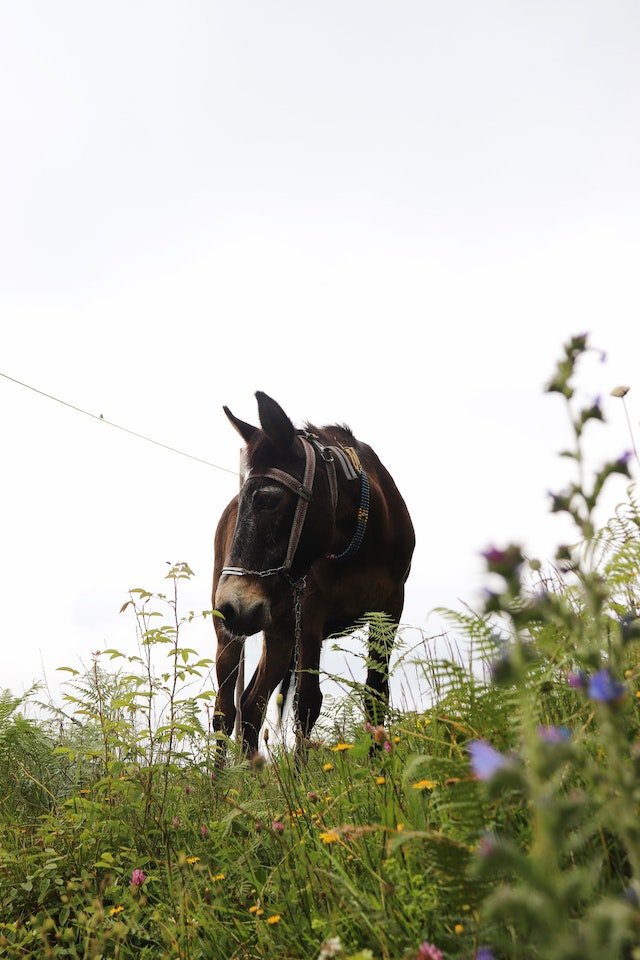 A mule in a grass field