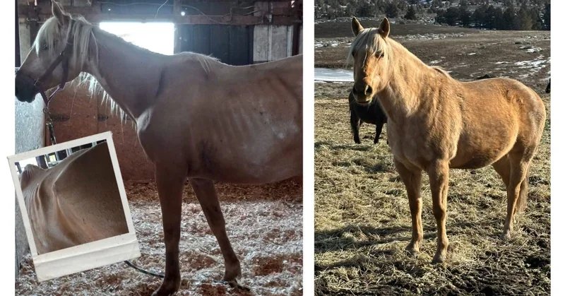 Before and After of Bree Horse Rescue