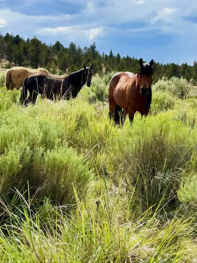 Healthy Land, Free Herds