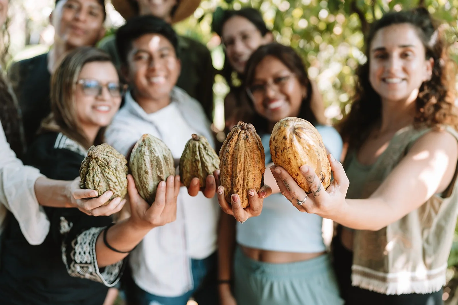 cacao pods