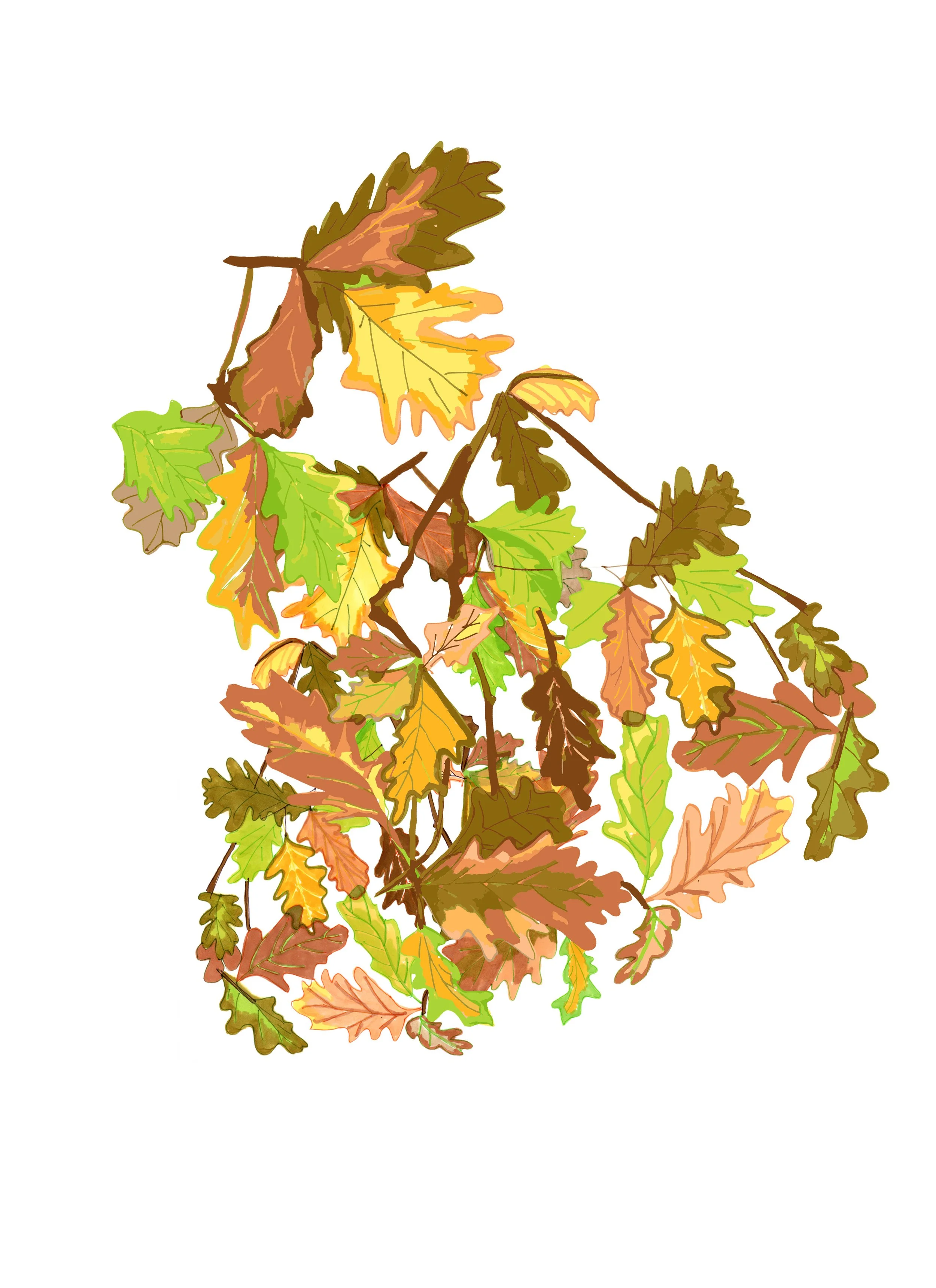 oak_autumnleaf.jpg