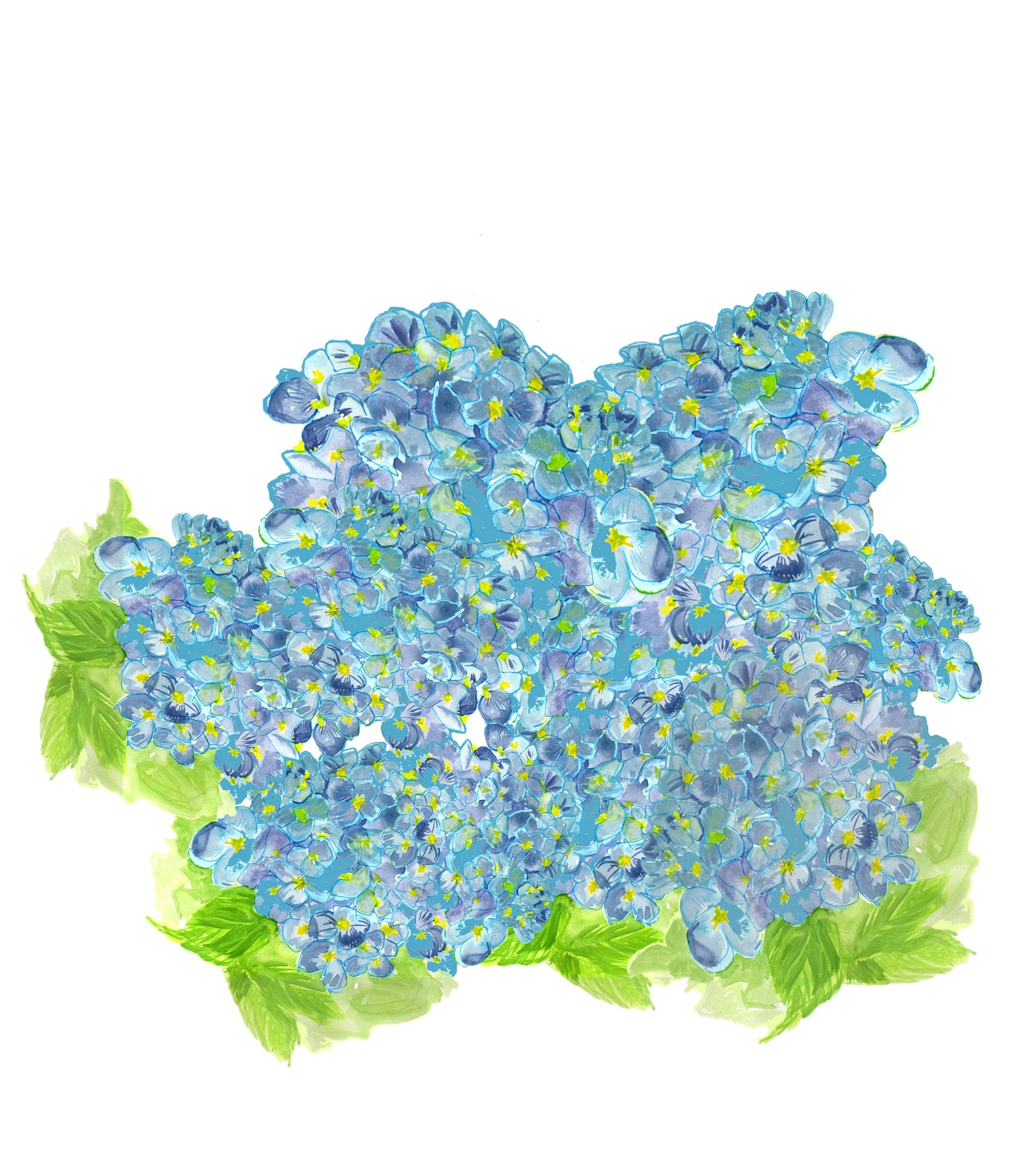 Waterclr_hydrangea.jpg