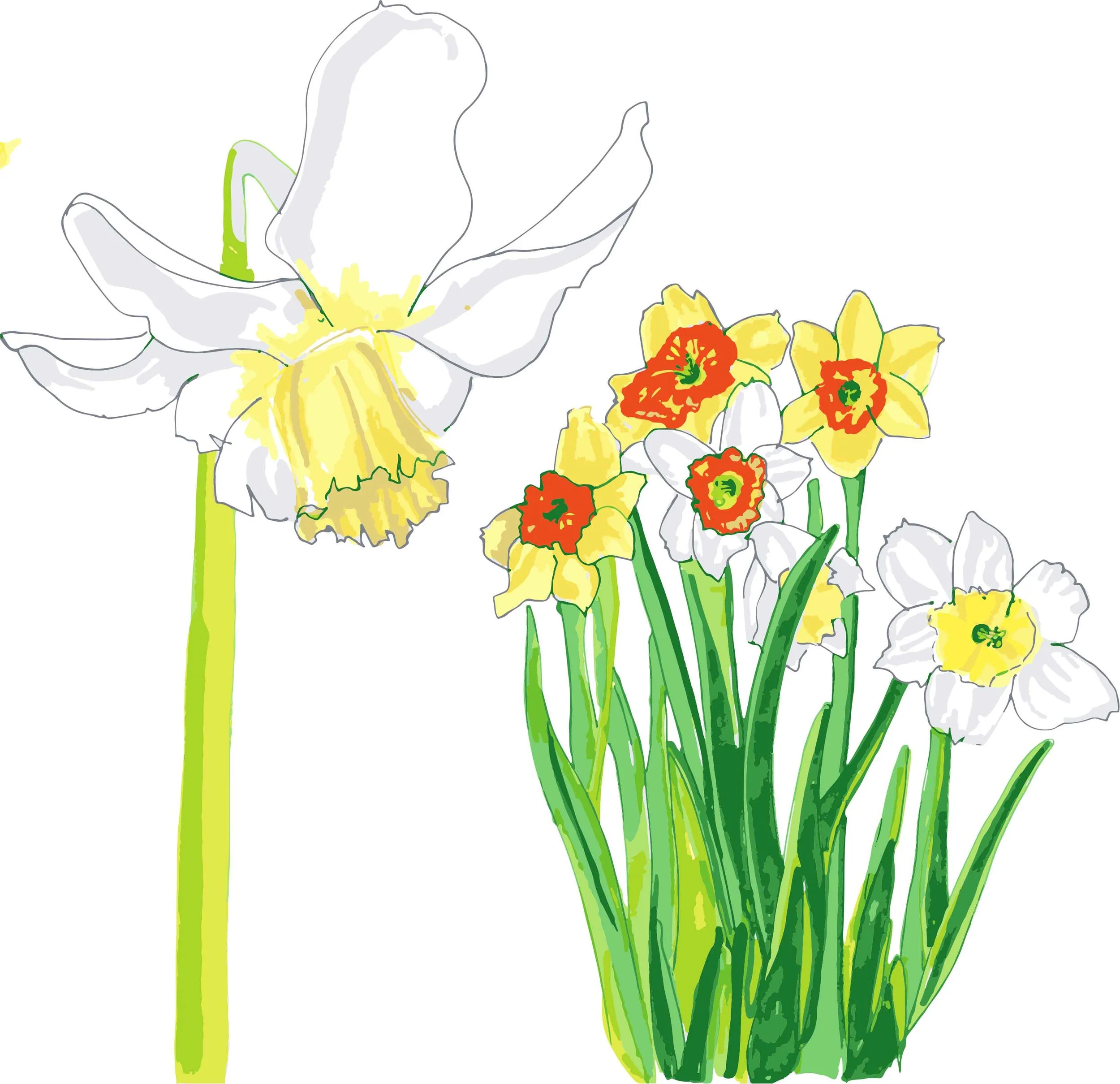 Daffodils.jpg