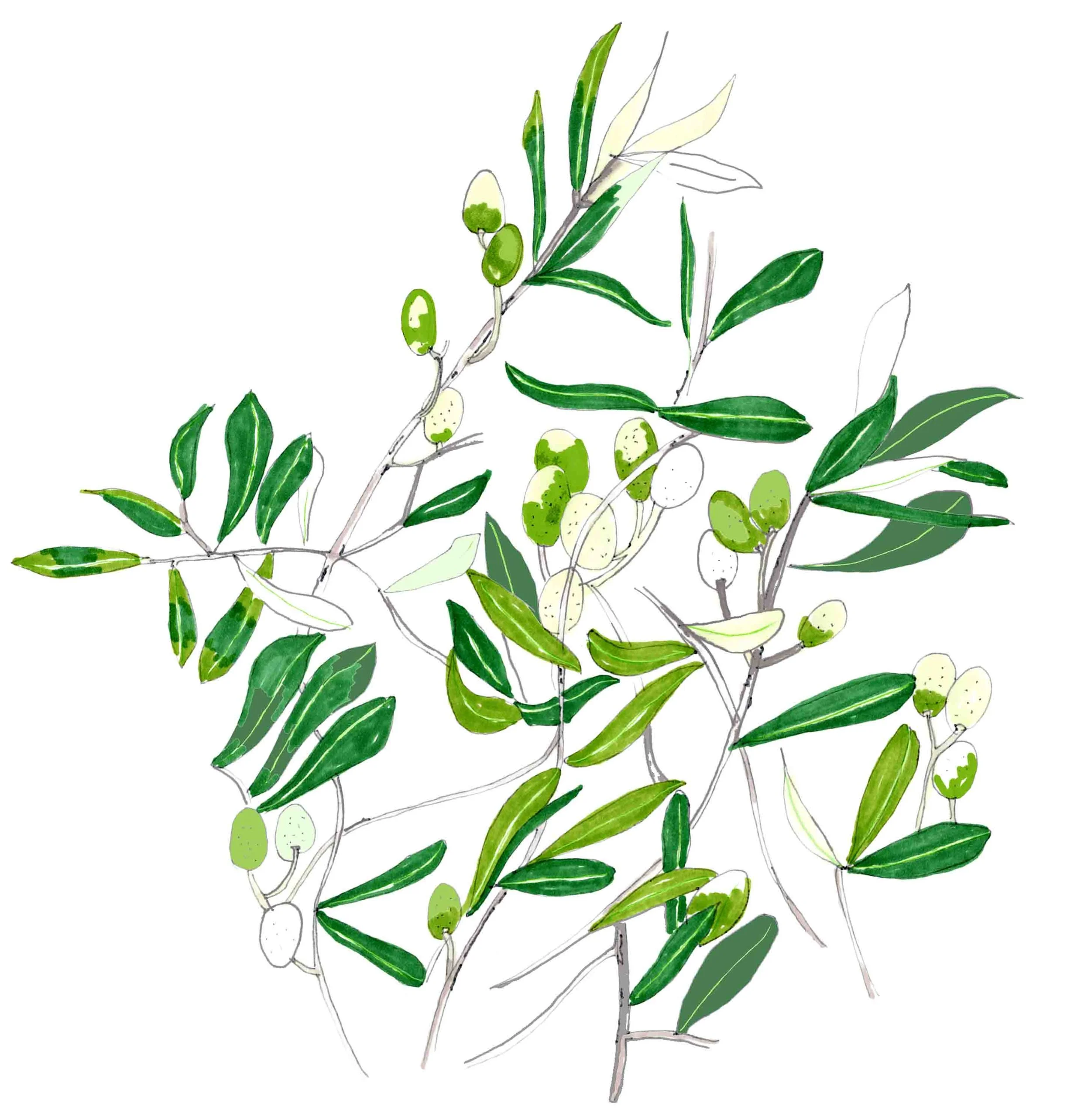 Oliveleaves.jpg