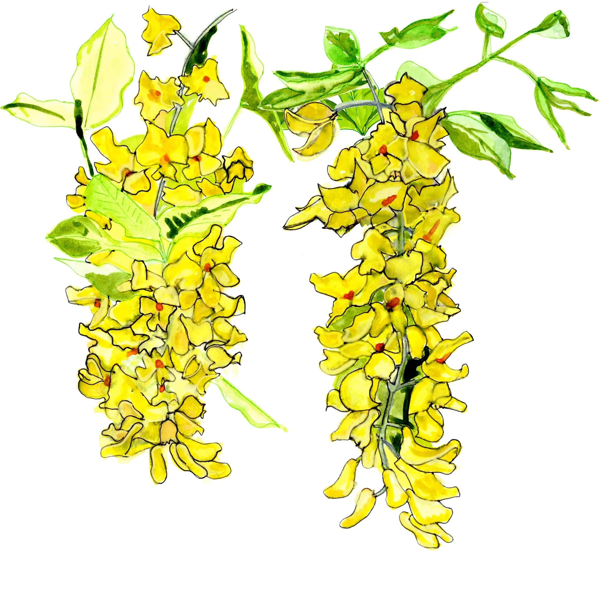 laburnum.jpg