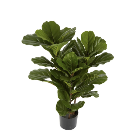 Fiddle leaf tree
H93cm
RRP: $129.00
Selling at: $80.00
Available: 1