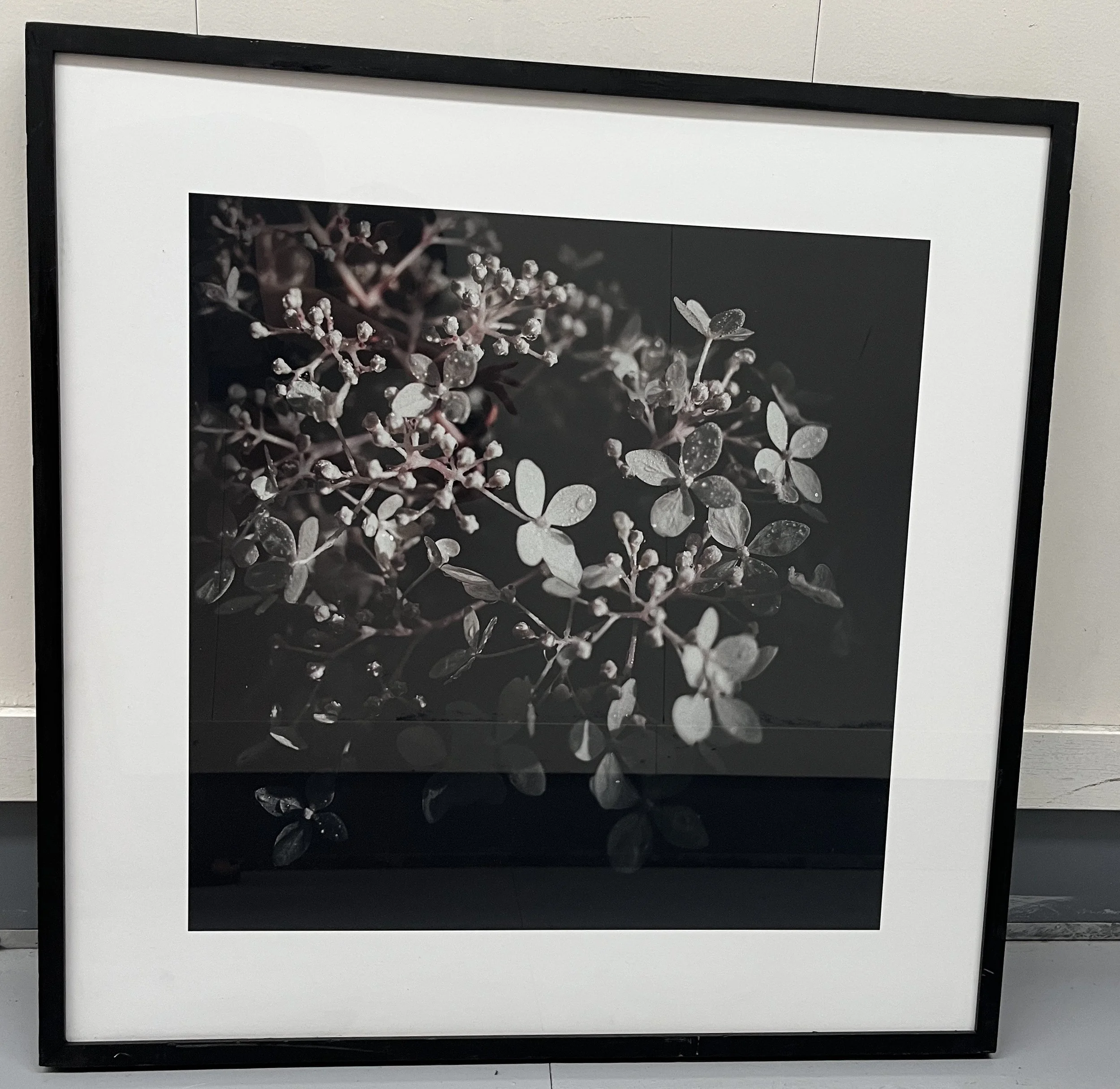 Afc dark frame, floral dark protea 2