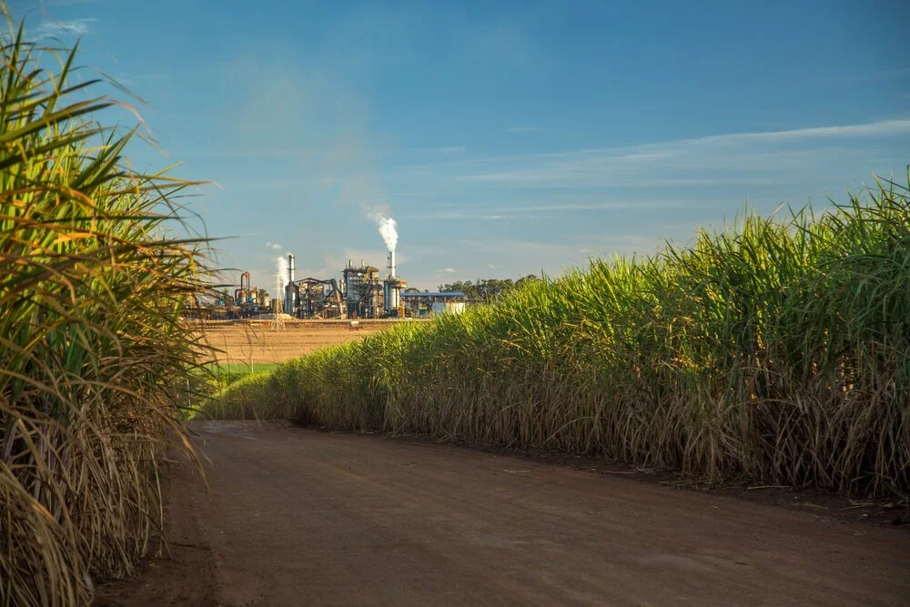 sugar-cane-factory-road.jpeg