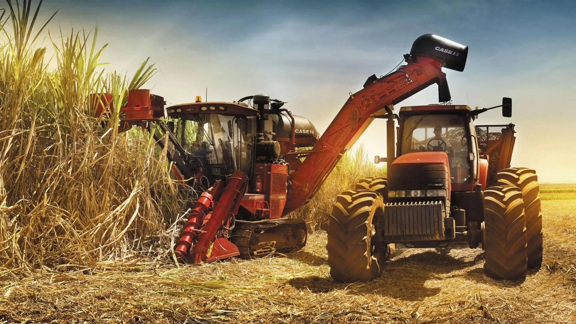 sugarcane-harvesting-2-web.jpg