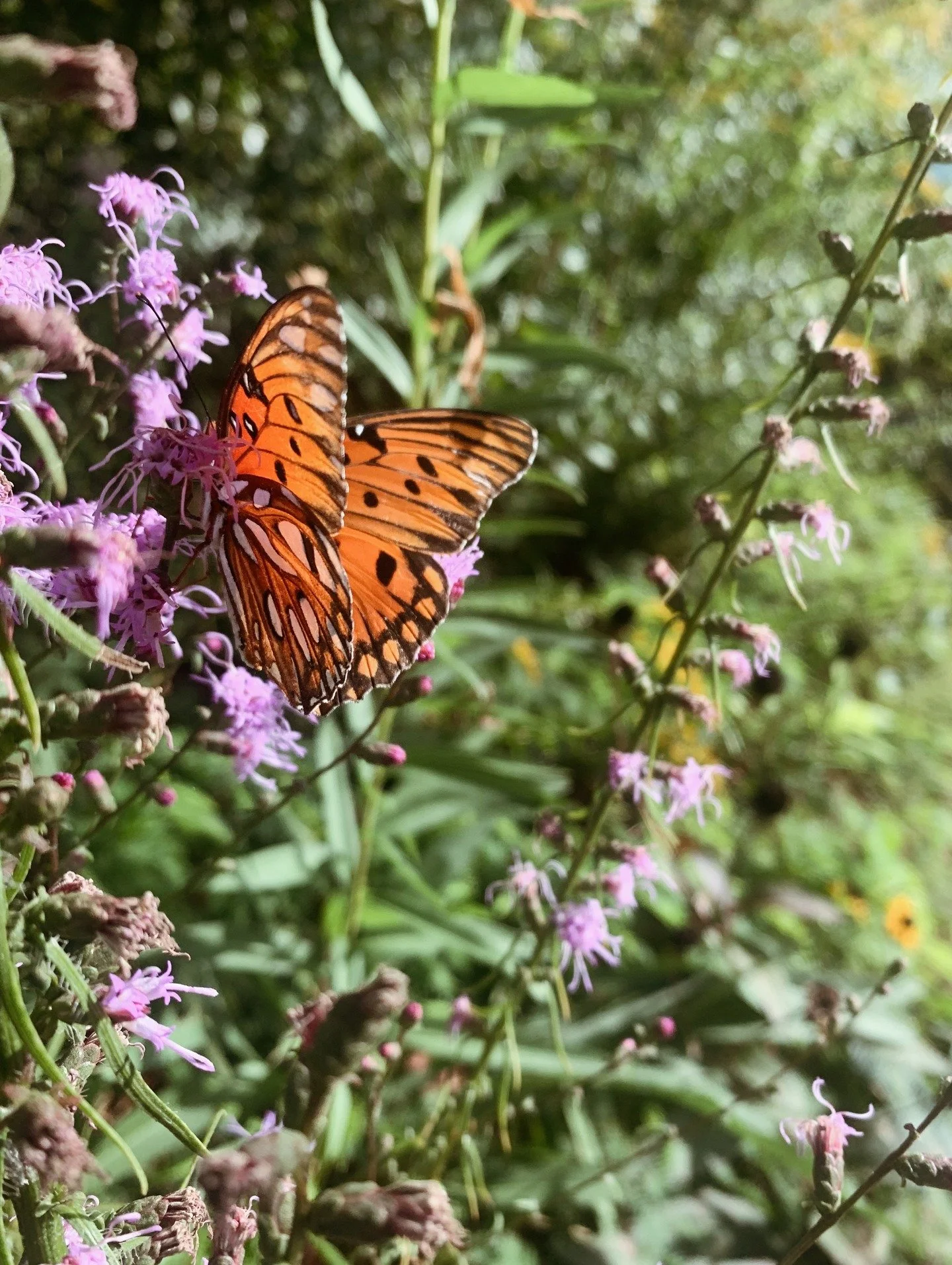 😍 Just look at this Gulf Fritillary hanging out on our Blazing Star! If you've seen some students staring at flowers and grass for extended periods of time in Wagener Terrace and North Central, don't worry! They are okay!

We've been working on a st