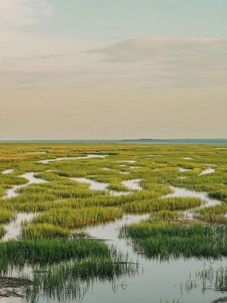&quot;These days, everyone in Charleston, South Carolina&mdash;from local chefs and artists to fashion designers and environmentalists&mdash;is looking to the past to write its next chapter....Grassroots organizations are designing new parks and gard