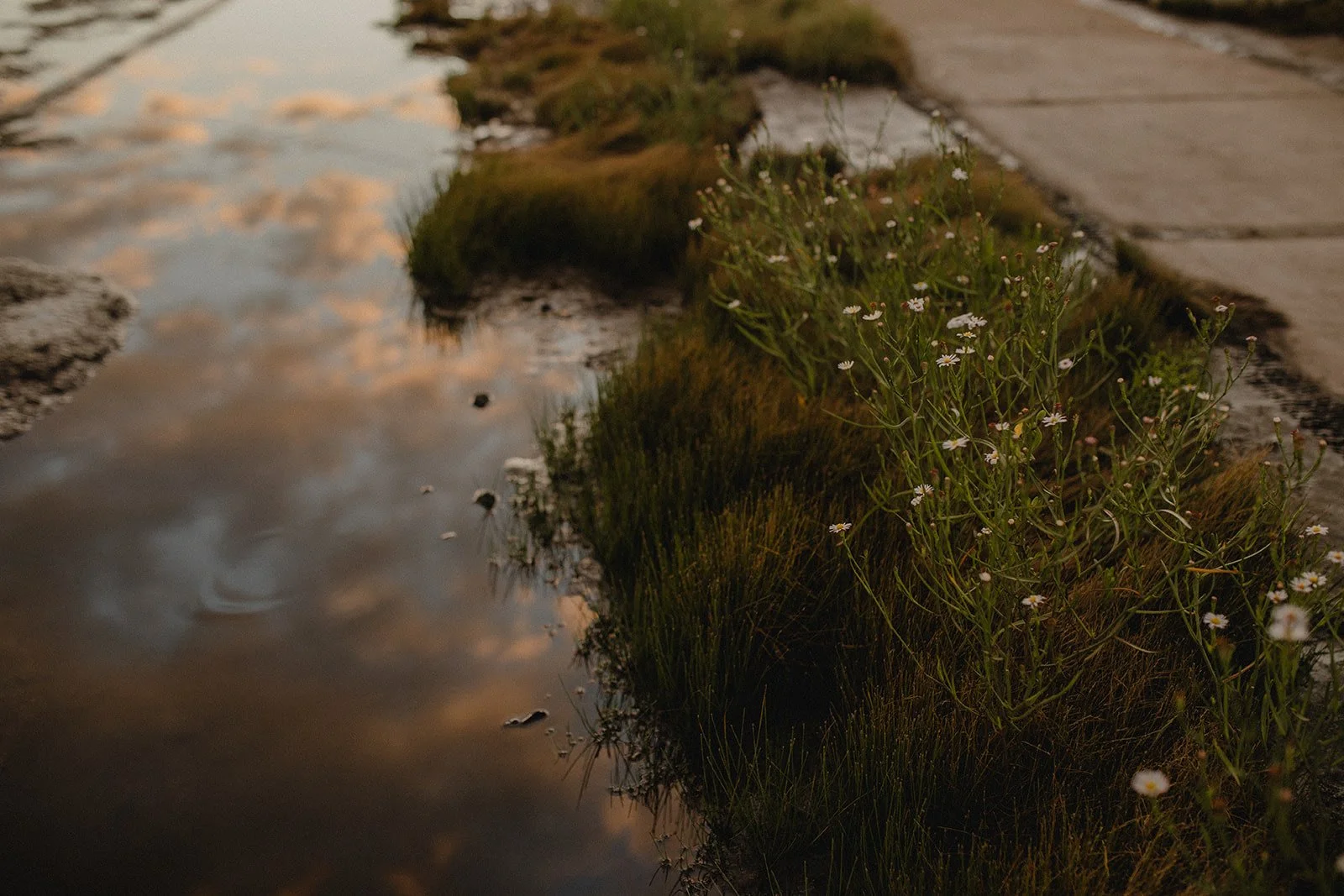 Tomorrow! @scnativeplantsociety is hosting our friend @mikagadsden! Come on out for &quot;Ecological Justice and History for Sustainable Policy Positions&quot;

WHAT: A Lecture with Mikaaa!!!, Director of Sustainability, City of Charleston
WHERE: The