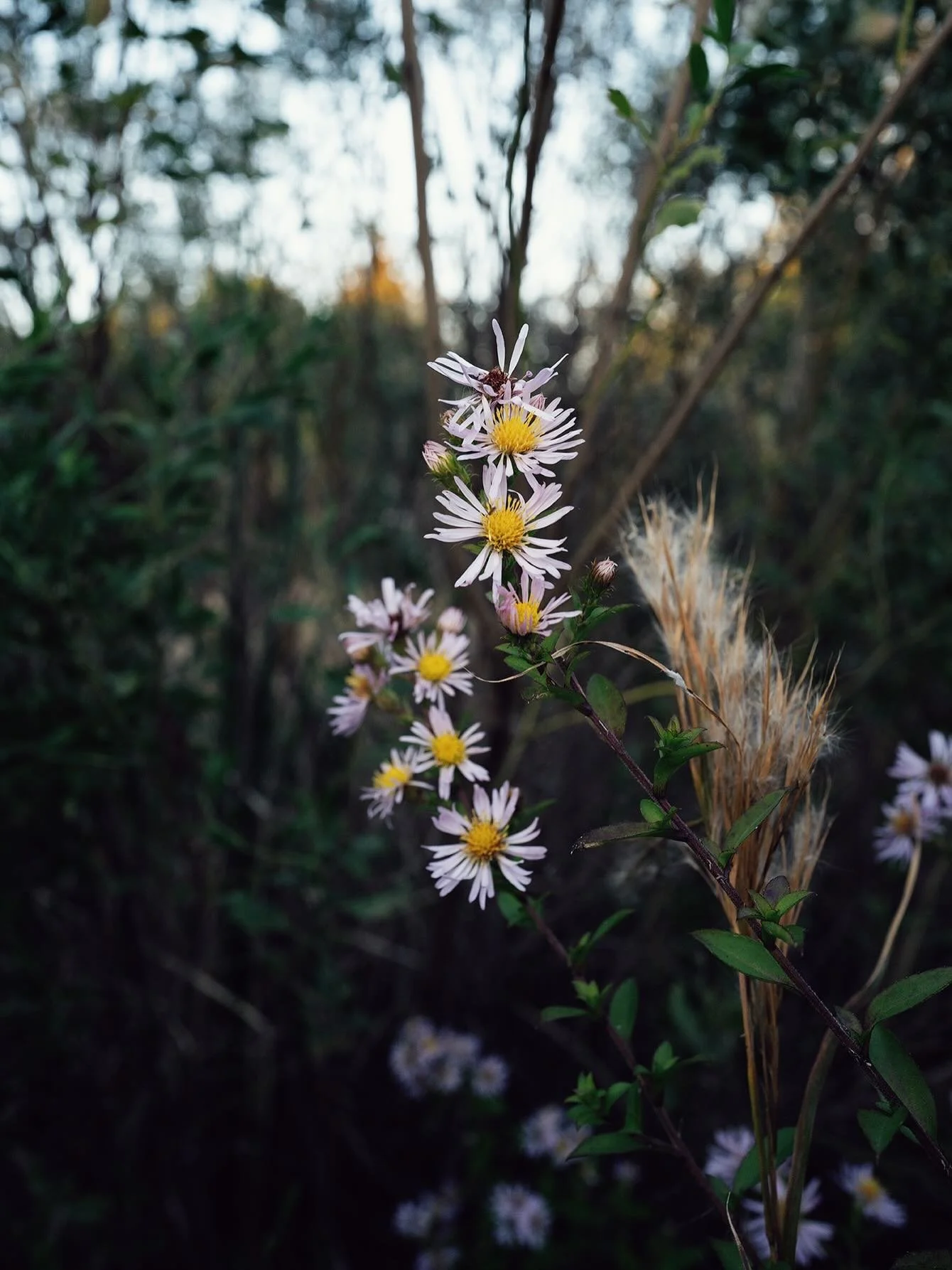 Have you visited our tangle of asters and floofs at the Headwaters of Halsey Creek? @nativeplantsttp provided us with all of the plants here and the palette and textures are freaking chef&rsquo;s kiss right now.

We&rsquo;re excited to explore it thi