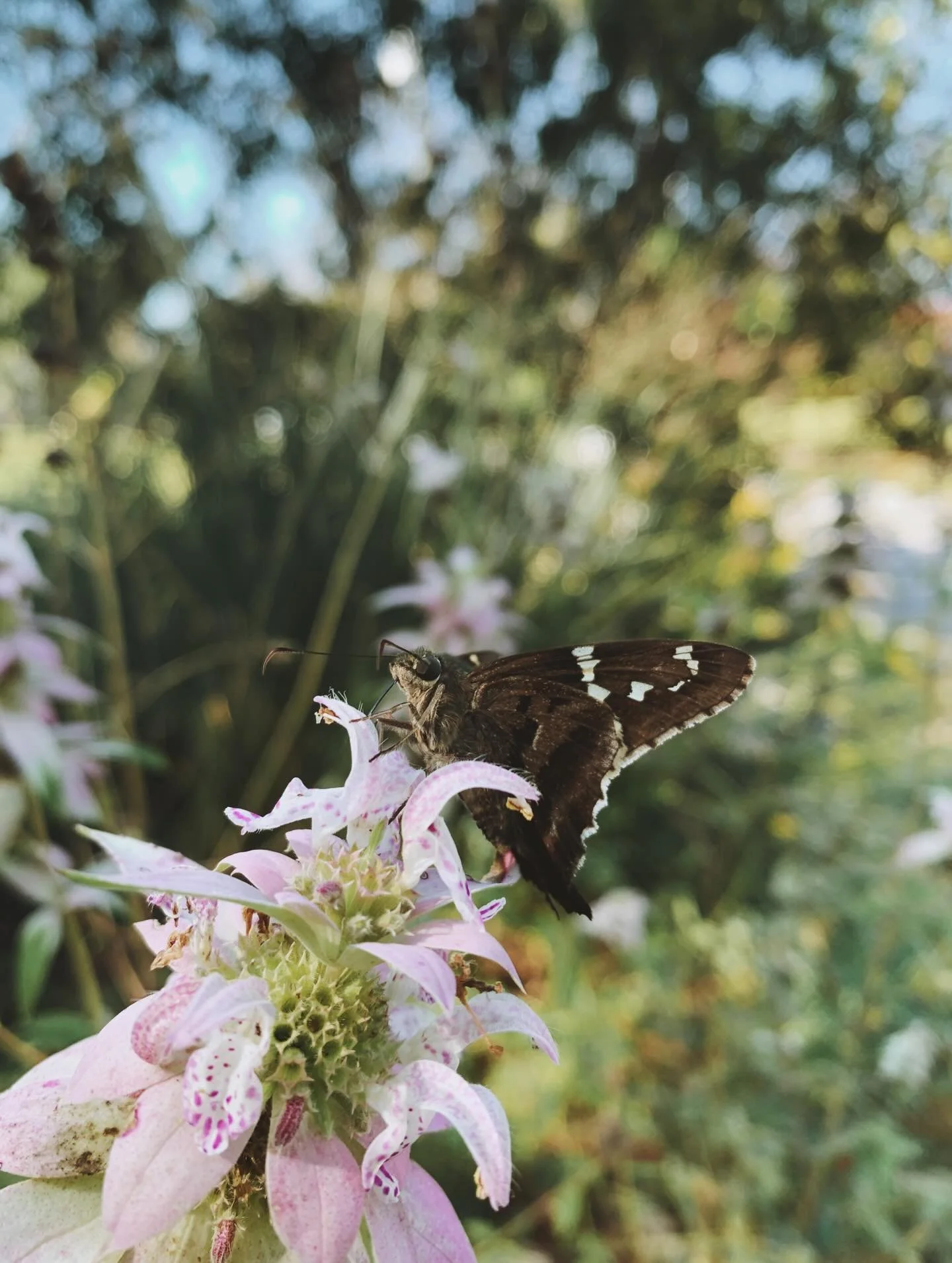 A purdy Long-tailed skipper on some of our @nativeplantsttp Spotted Bee Balm! &ldquo;Just as the name suggests, this group of plants is highly attractive to many types of bees and other pollinators.&rdquo; - Clemson HGIC
🌱
Spotted Beebalm is easy to