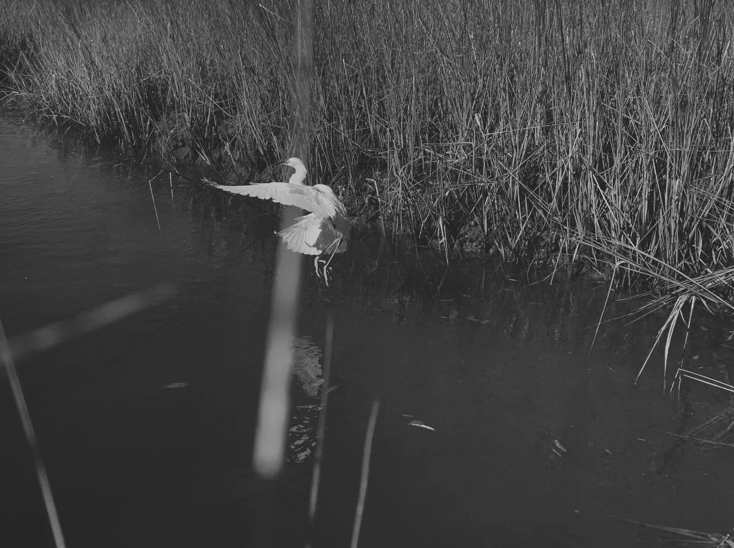 Happy World Wetlands day, Marshmallows! We&rsquo;ve got two cleanups today, so you can enjoy our lands of wet in the cold! (Dress warm)
One starts at 2 PM with @keepcharlestonbeautiful and @chaswaterkeeper at Waterfront Park, meet behind the pineappl