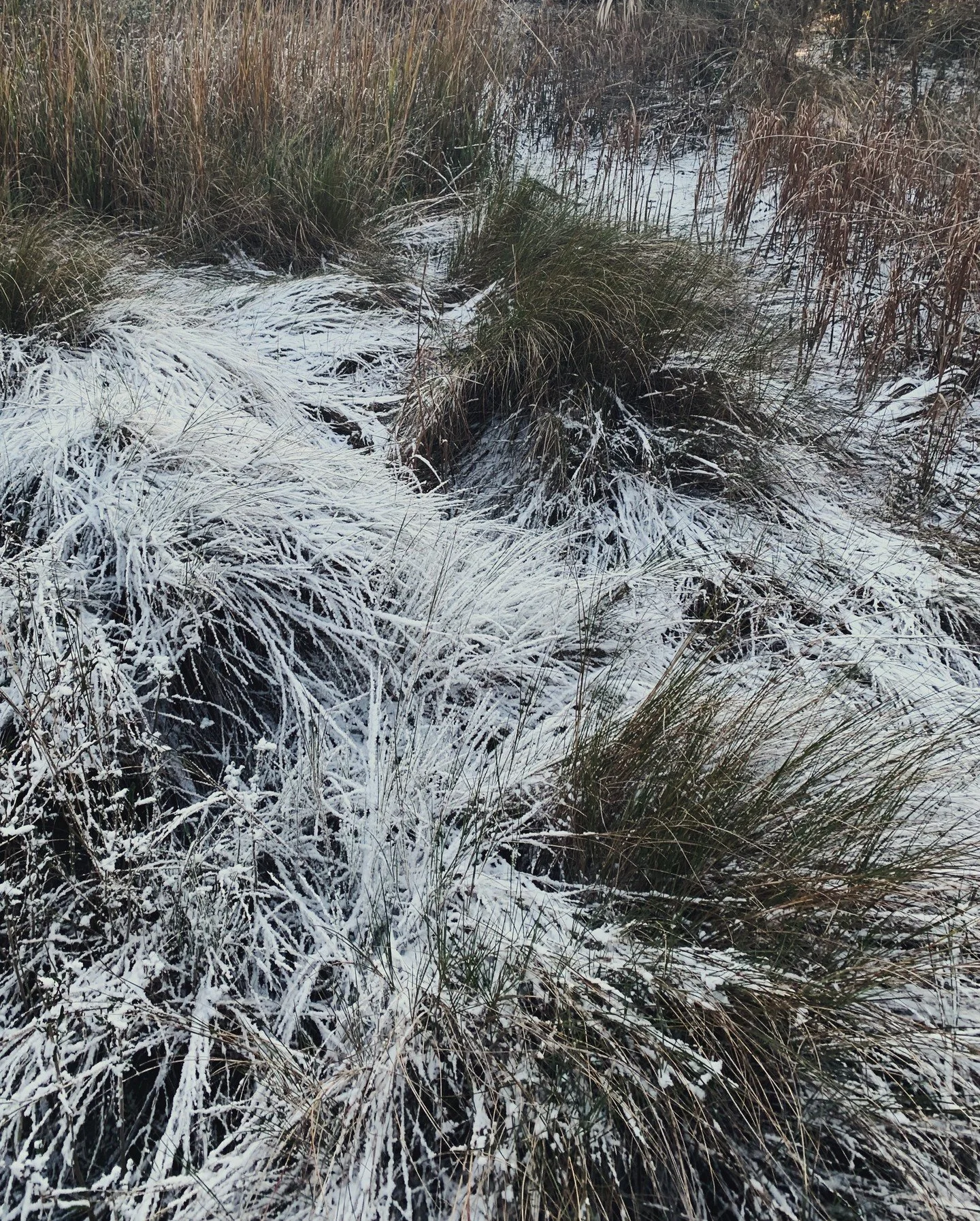 Three of @wildandincolor's Ten Rules for Going Feral that we soaked in this 𝕊𝐧𝓞ⓦ𝓎 morning, from "Joy Is The Justice We Give Ourselves," Find the rest of them on @bittersoutherner's site 𝑜𝓇 𝒷𝓊𝓎 𝓉𝒽𝑒 𝒷𝑜𝑜𝓀!

2. Wake before the d