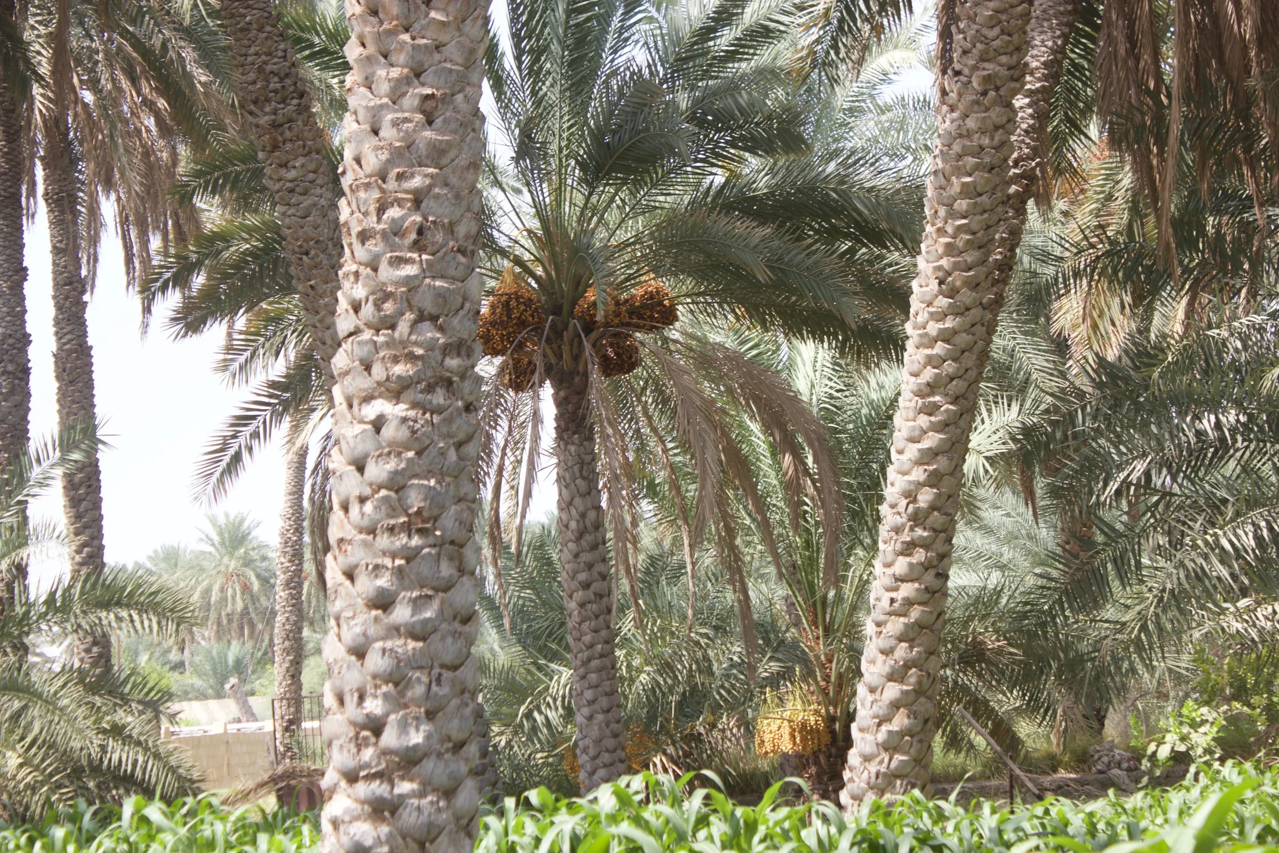 My 2023 article on the role of agricultural imagery in metaphors of status and obligation in HAU 13(3)