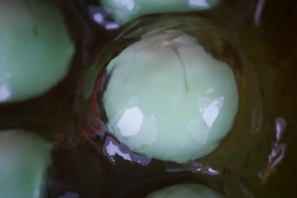 Developing_Eggs_2.JPG