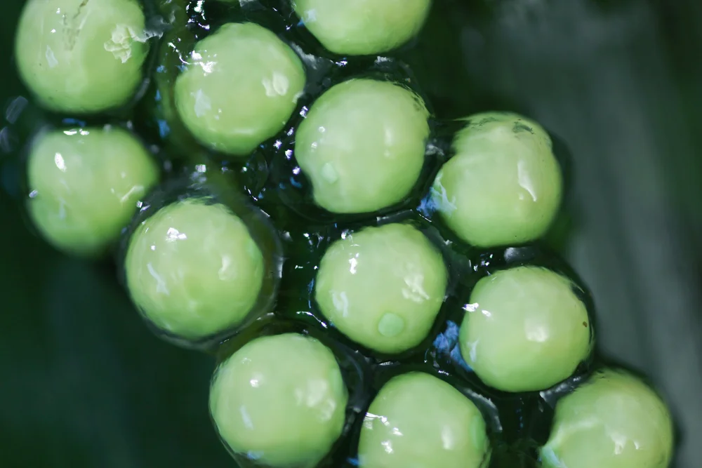 Developing_Eggs_6.JPG