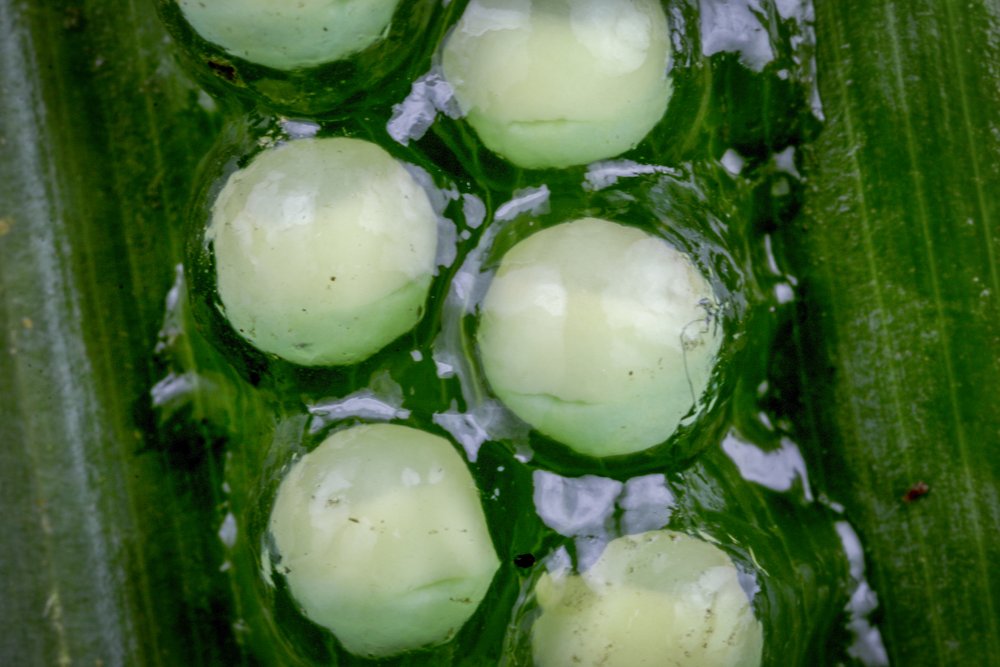 Developing_Eggs_5.JPG