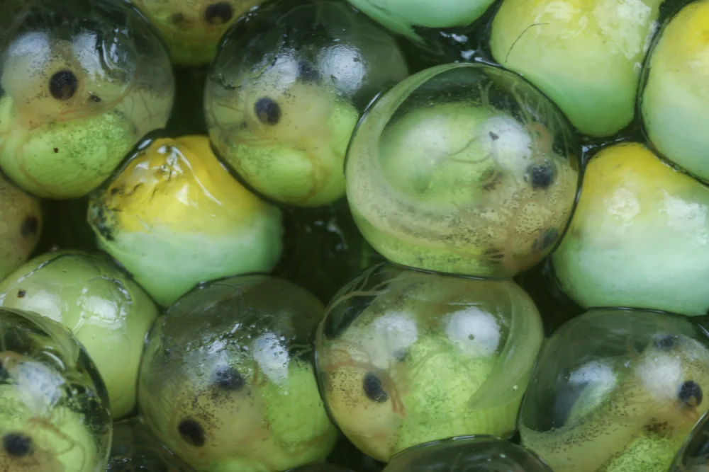 Developing_Eggs_10.JPG