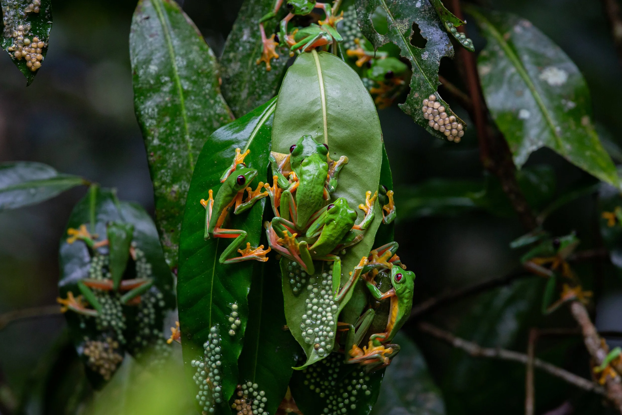 Osa Peninsula Wildlife Photography Workshop