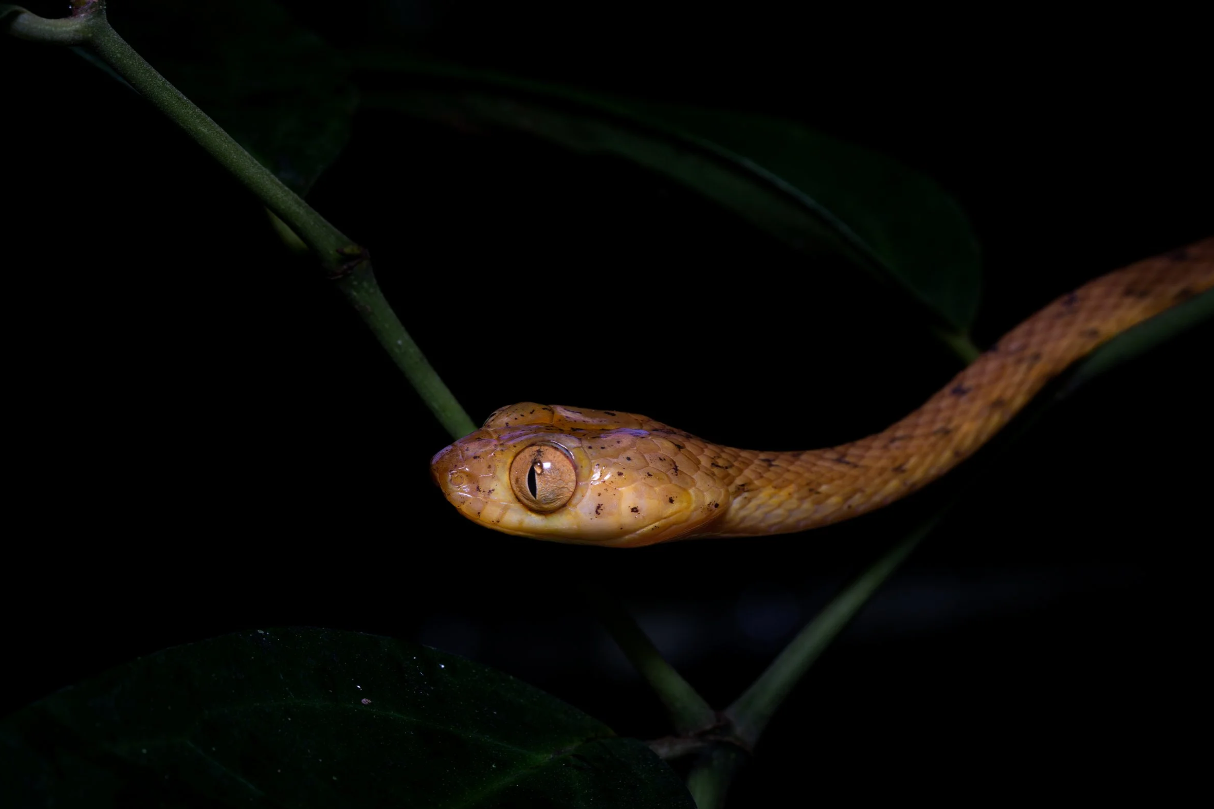 Snakes of Costa Rica's Osa Peninsula
