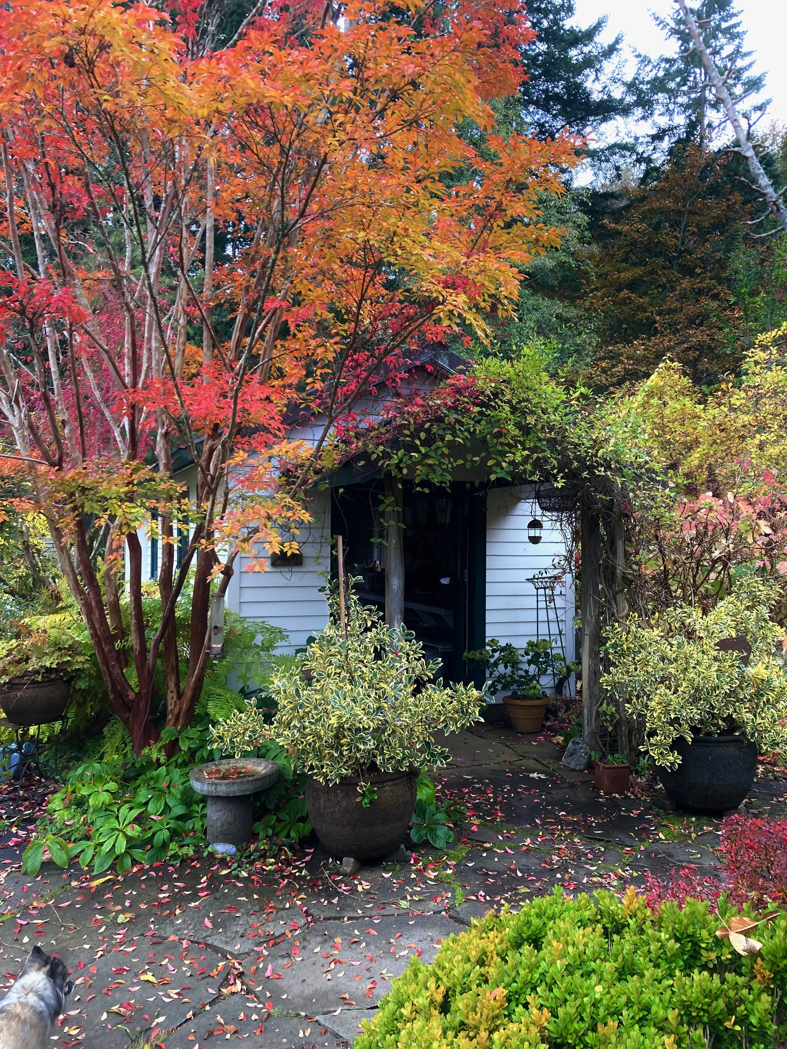 Greenhouse, where I’ll be located with my wares!