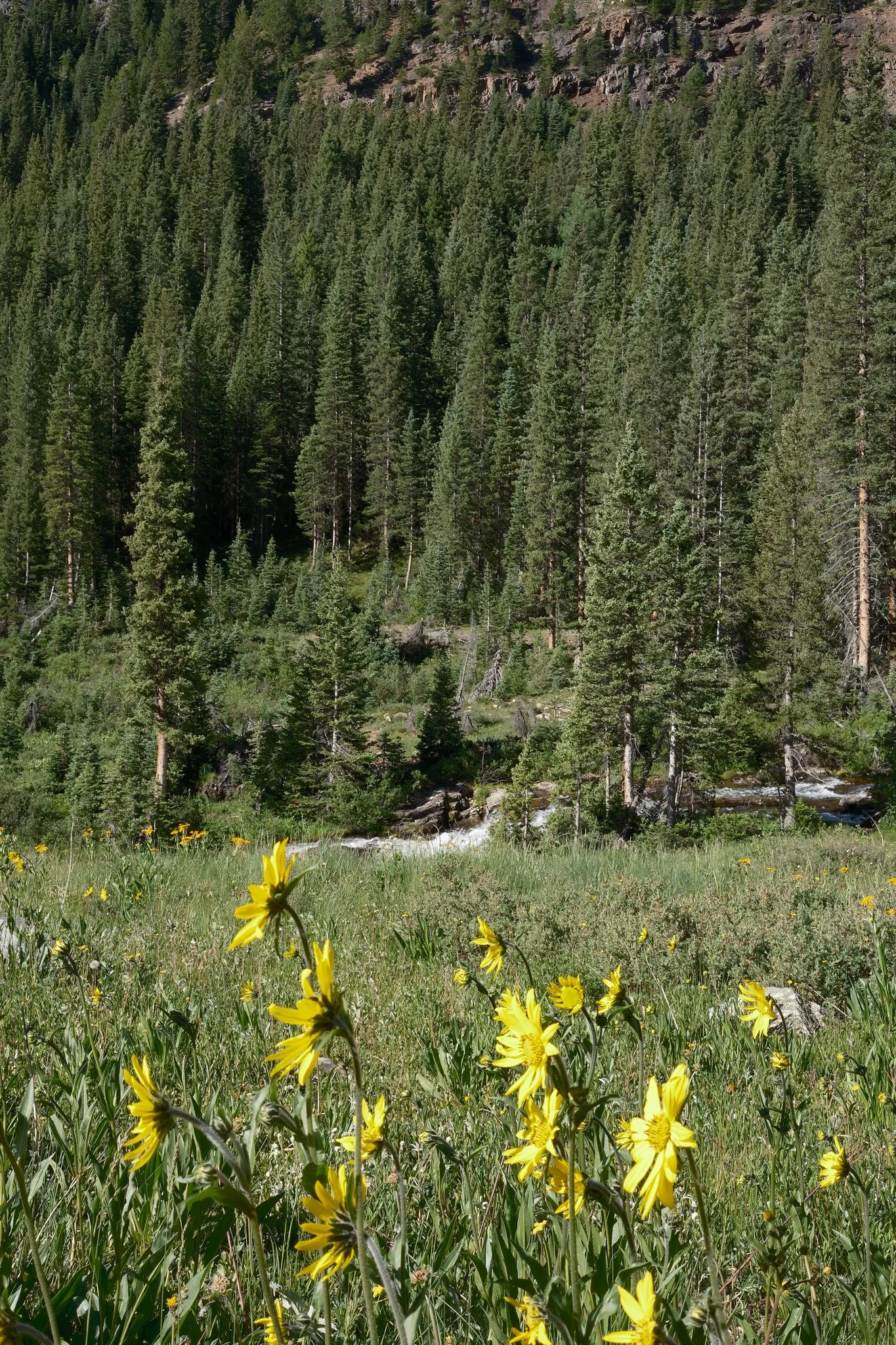 DSCF7466.jpg