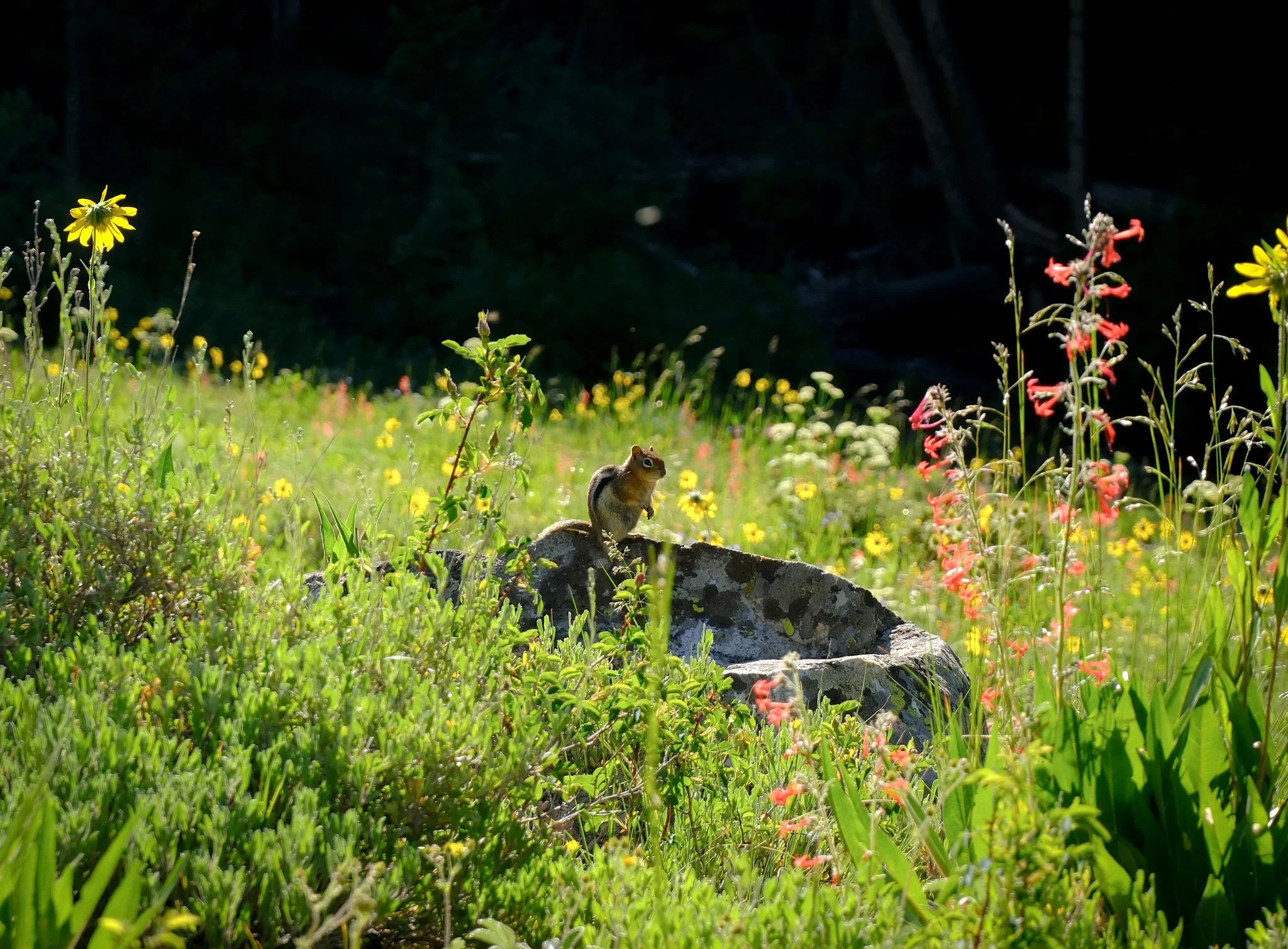 DSCF8096.jpg