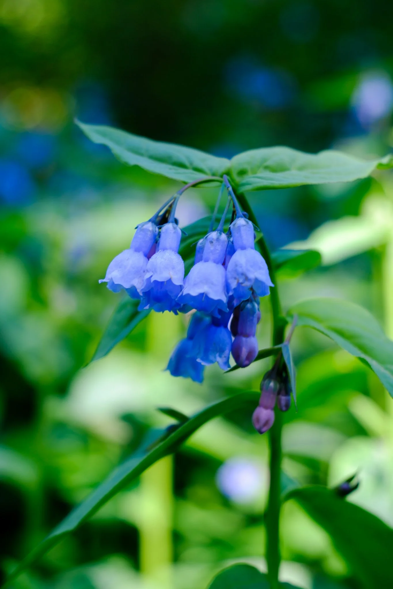 DSCF8116.jpg