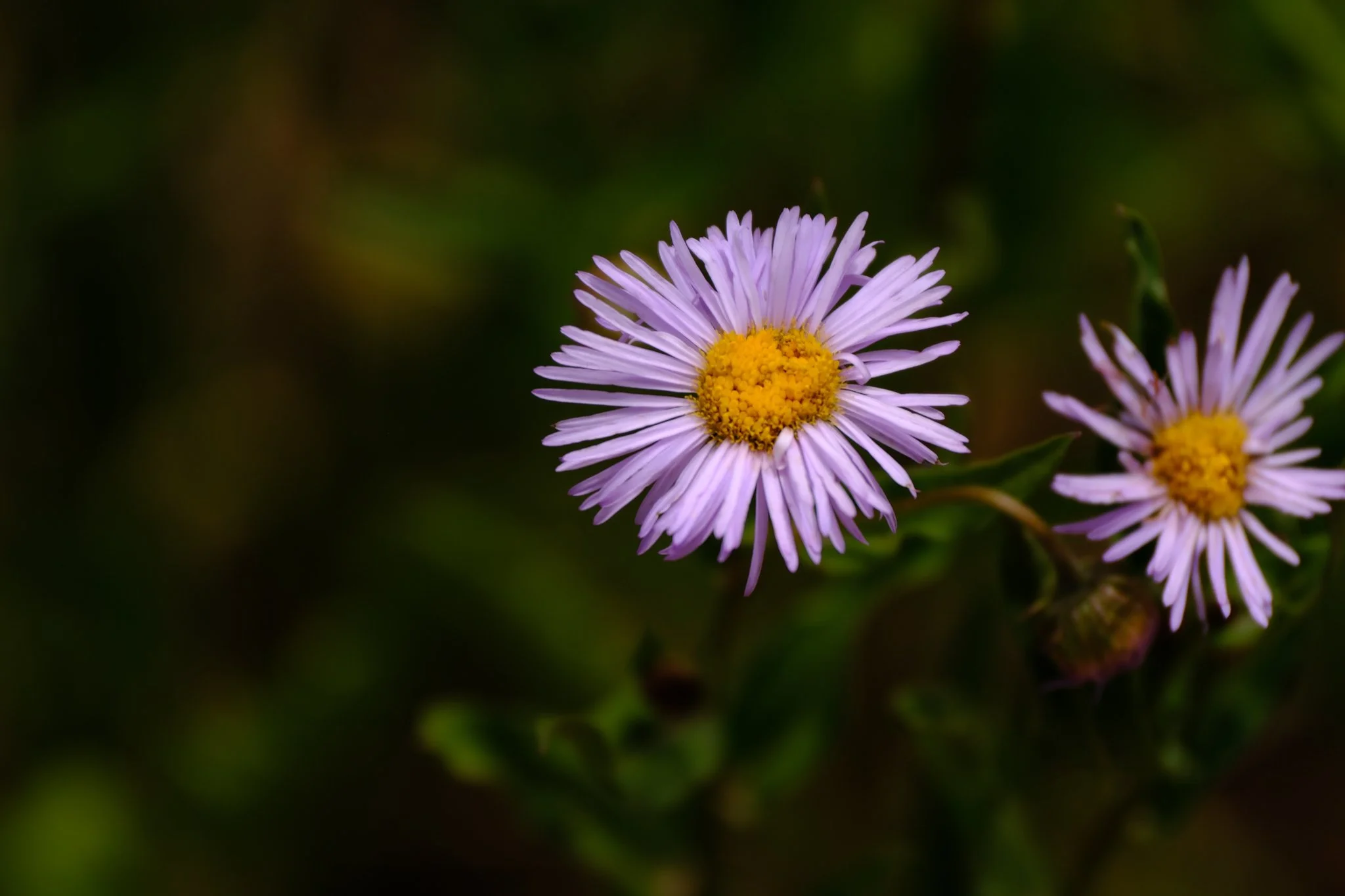 DSCF9303.jpg