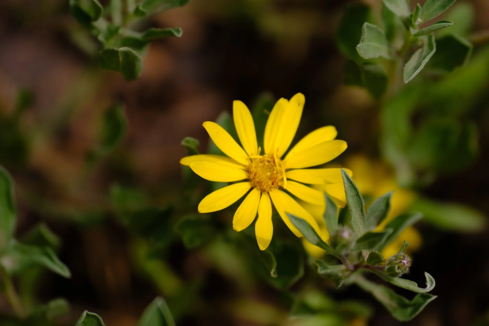 DSCF9305.jpg