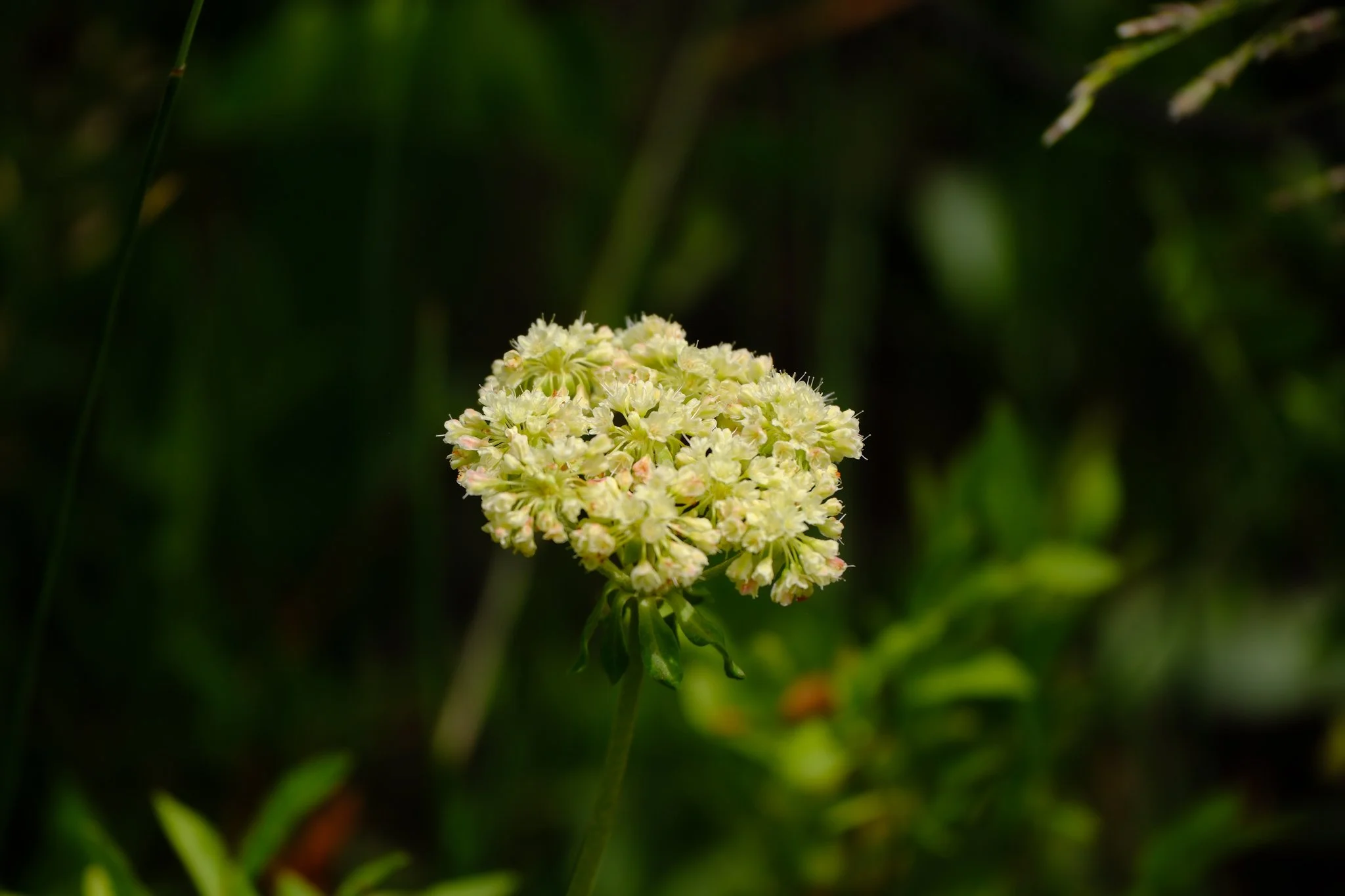 DSCF9307.jpg