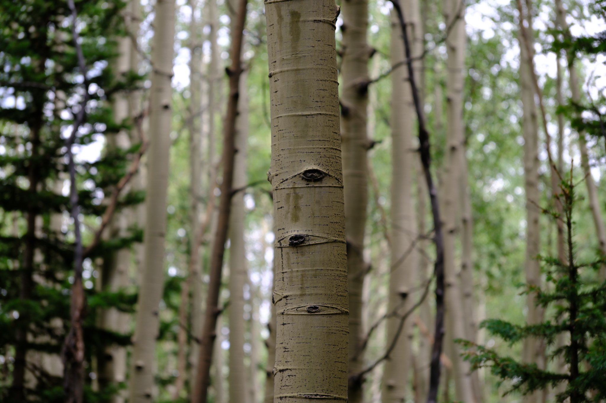 DSCF9319.jpg