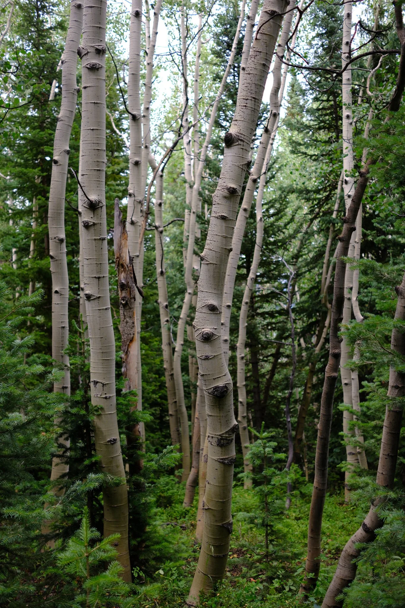DSCF9333.jpg