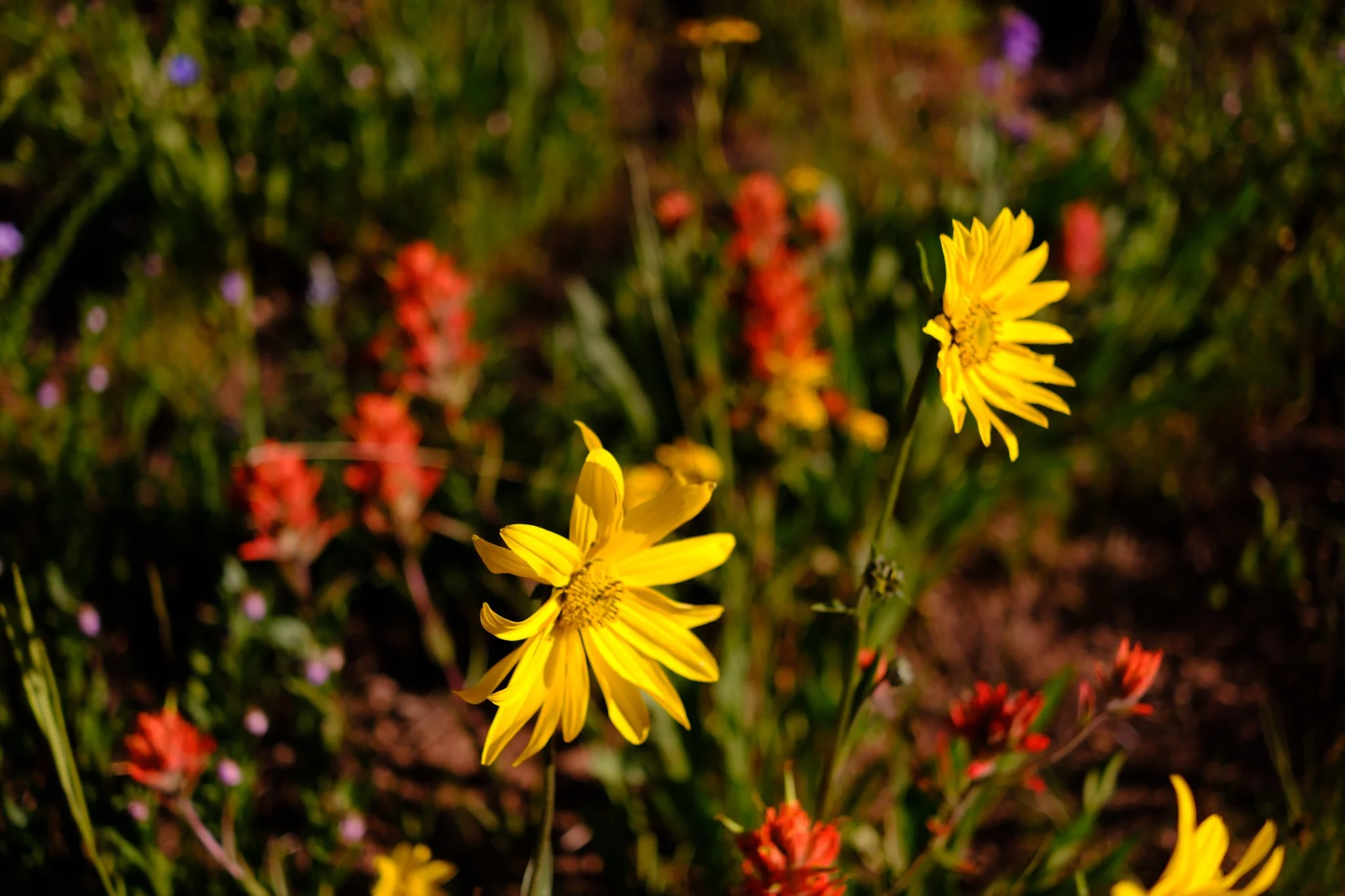 DSCF8742.jpg