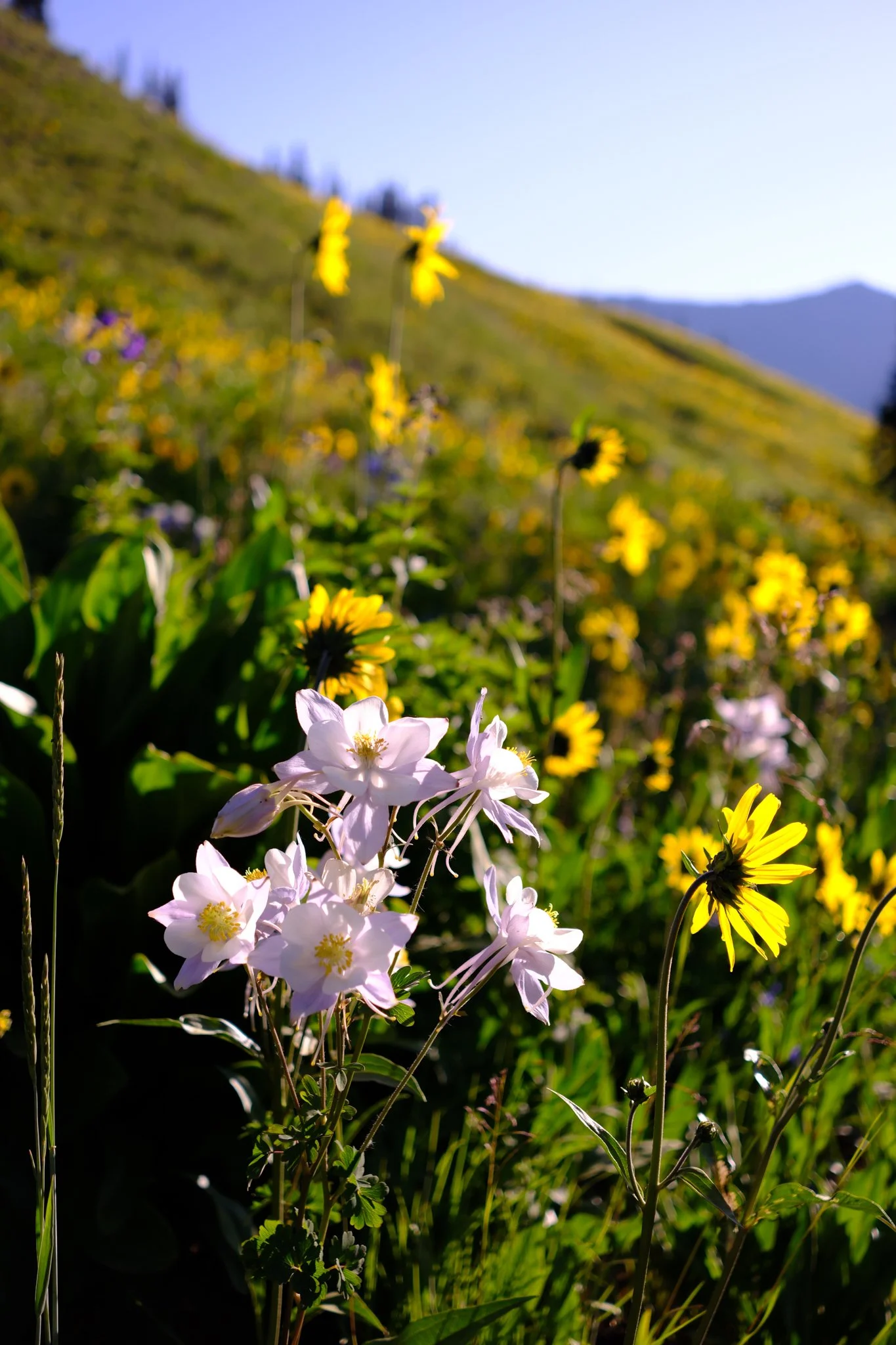 DSCF8736.jpg