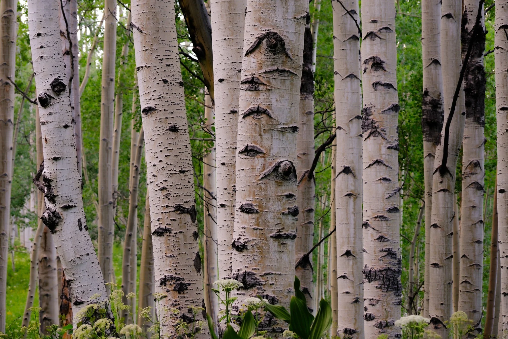DSCF7860.jpg