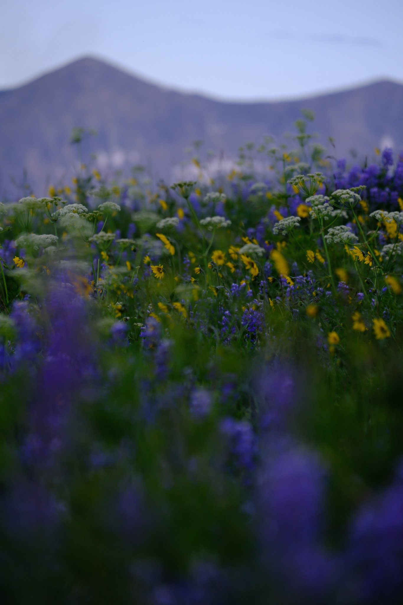 DSCF7883.jpg