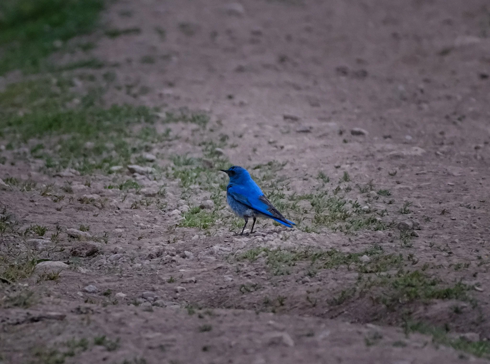 DSCF7913.jpg