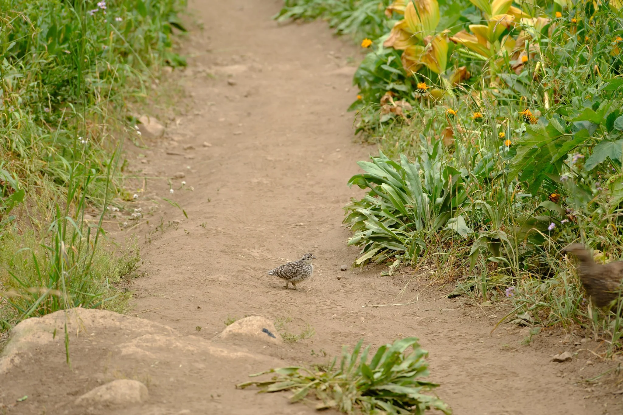 DSCF9405.jpg