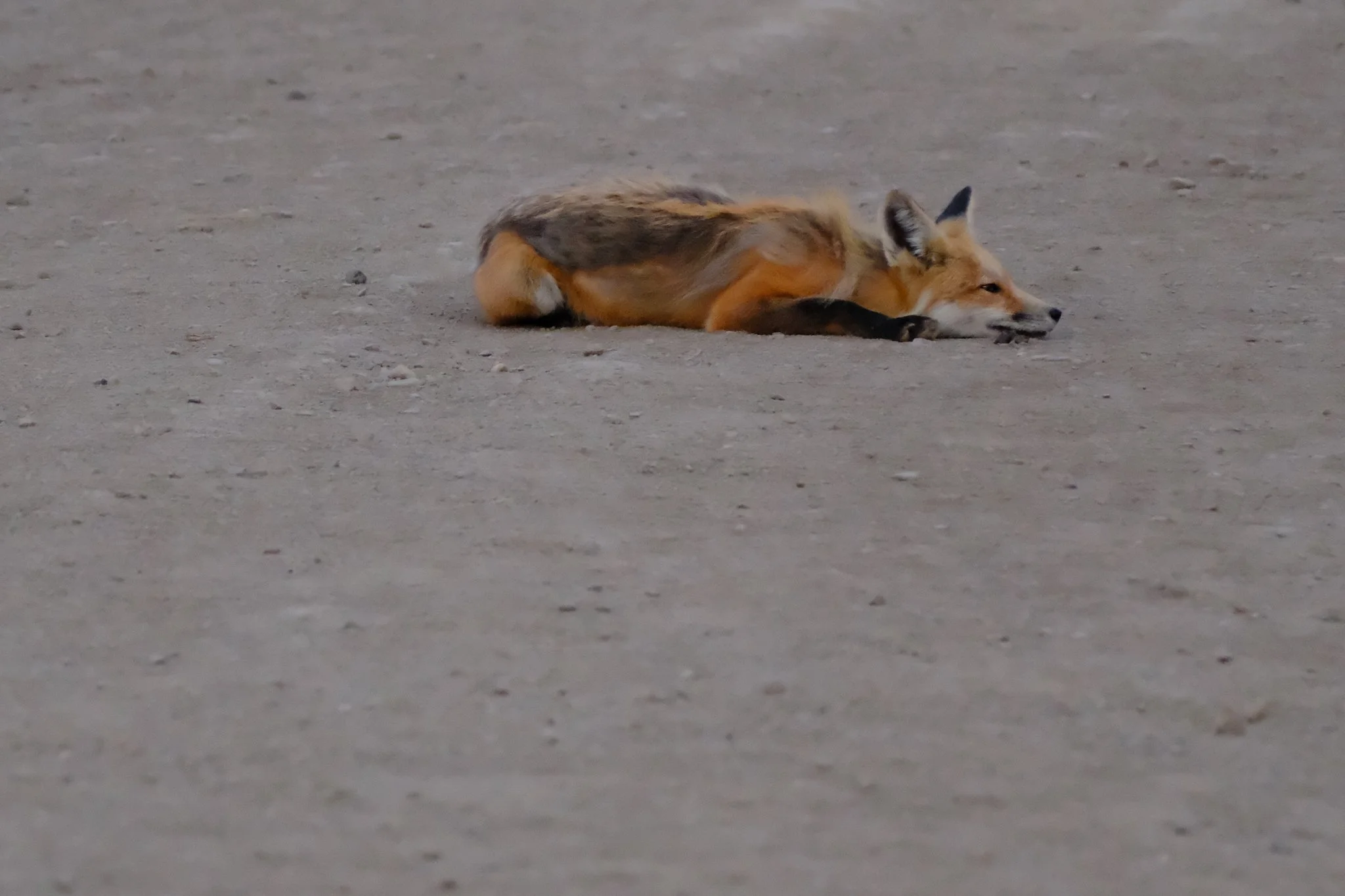 DSCF9518.jpg